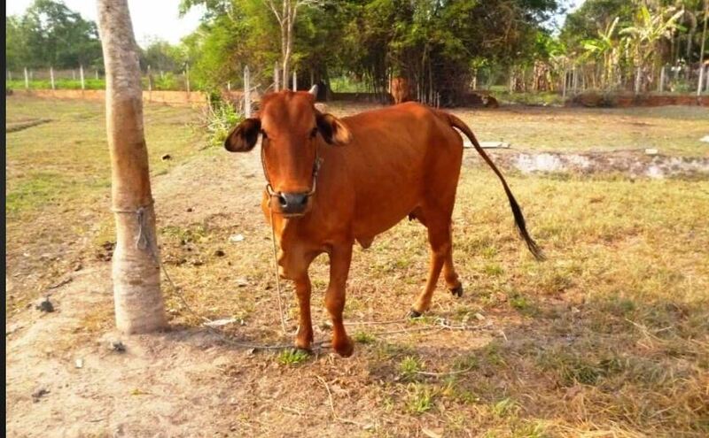 Thấy bò trong mơ nhưng đang chạy ra ngoài ngõ báo hiệu sự may mắn cho bạn Thấy bò trong mơ nhưng đang chạy ra ngoài ngõ báo hiệu sự may mắn cho bạn